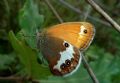 Coenonympha arcania